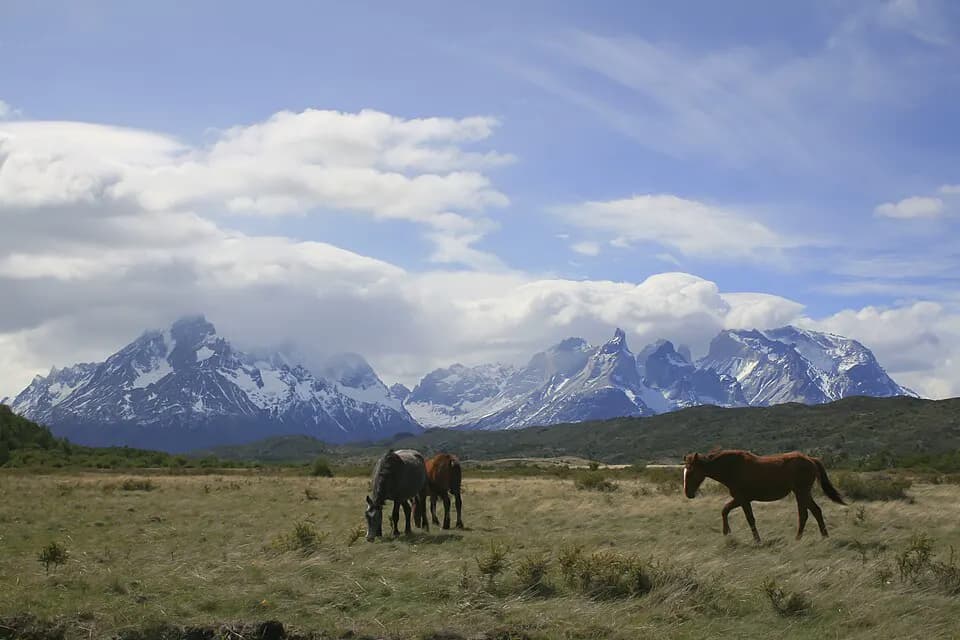 Cuernos del Paine con caballos en primer plano